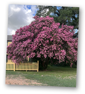 Blooming Crepe Myrtle at Quebe Farm in Brenham